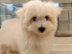 -翊宠yipet猫狗购宠庄园犬舍•猫舍