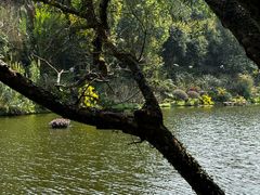 -深圳仙湖植物园
