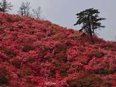 -木兰云雾山