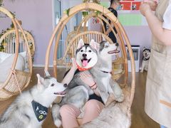 -Husky Go! 哈士奇体验馆·宠物咖啡厅狗咖