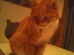 -Sirena海妖日咖夜酒