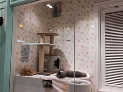 -猫小院猫主题餐厅(三里屯店)
