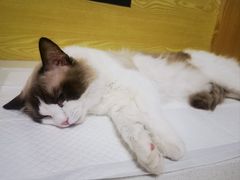 -中农大我爱我爱动物医院·核磁CT·猫病·24小时夜诊中心(石佛营店)