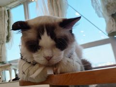 -共舞时光猫咖·狗咖(新街口店)