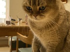 -藏猫猫咖啡主题馆(中央大道店)