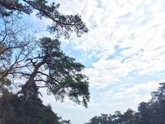 -茶颜悦色(岳麓山顶店)