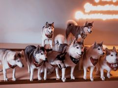 -Husky Go! 哈士奇体验馆·宠物咖啡厅狗咖