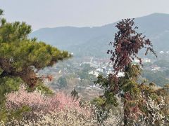 -香雪海