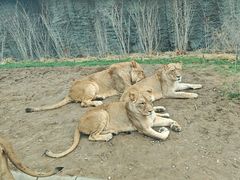 -北京野生动物园