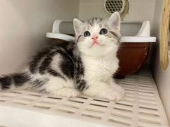 -lincat·猫舍(广州店)