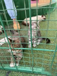 -萌宠亲子动物乐园(槐房万达店)