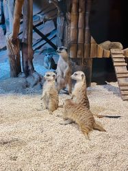 -未来动物城动物主题公园(大悦城店)