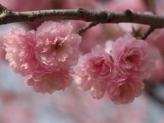 -天适樱花悠乐园