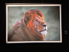 -罗红摄影艺术馆