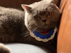 -瑞派名望24h动物医院异宠专科·猫专科·骨科·重症监护分院