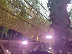 -正佳雨林生态植物园
