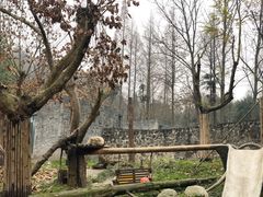 -都江堰中华大熊猫苑