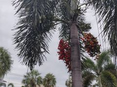 -自然餐厅(Phuket)