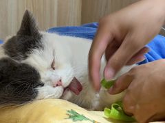 -派美特宠物医院·核磁CT·骨科肿瘤·疑难转诊(沈农禾丰店)