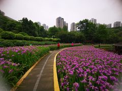-龙头寺公园