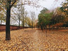 -东升八家郊野公园