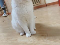 -猫和宫(六道口店)