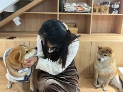 -是阿柴呀！柴犬咖啡·爱喵喵猫咖