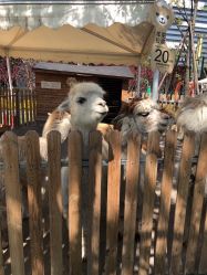 -萌宠亲子动物乐园(槐房万达店)