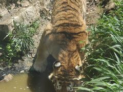 -泉州海丝野生动物世界