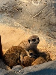 -Zoolung Zoolung动物主题公园(海信广场店)