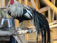 -多哥水傣味餐厅(司马巷店)