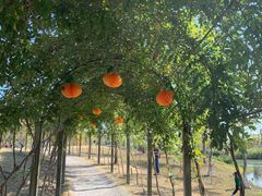 -上海长兴岛郊野公园