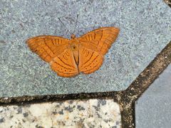 -四川农业大学(雅安校区)