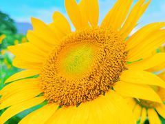 -二沙岛艺术公园