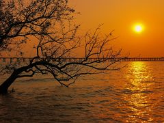 -宝安西湾红树林湿地公园