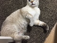 -艾贝尔宠物医院·狂犬免疫点(江山金象城店)
