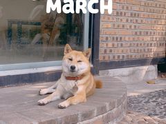 -柴犬高等学院·狗咖·柴犬售卖·宠物训练