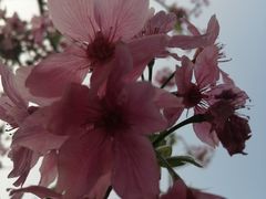 -桃花涧