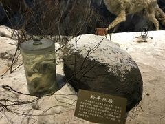 -陕西自然博物馆