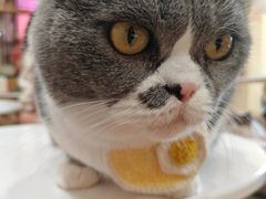 -滚猫咖啡·猫咖·猫友好撸猫(未来城店)