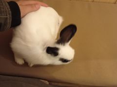 -猫猫幼稚园·撸猫·桌游·电玩