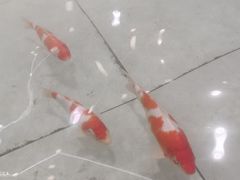 -首创奥特莱斯(北京店)
