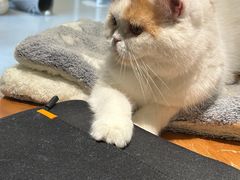 -Cappucimeow猫咪咖啡馆(韦伯时代店)