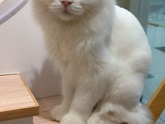 -猫域·湾主题猫咖·宠物吧(南坪城市广场店)