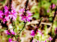 -天津东丽湖风景区