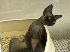 -翊宠yipet猫狗购宠庄园犬舍•猫舍