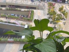 -润园四季椰子鸡火锅(南山海岸城店)