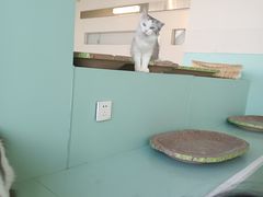 -怪兽屋·羊驼·猫咖·狗咖(俊华广场店)