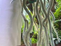 -云溪植物园