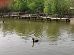 -溱湖国家湿地公园